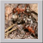 Andrena vaga -x- Waldameise 02.jpg